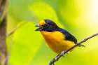 Caribbean-Trinidad-Asa Wright Nature Center Euphonia bird on limb calling Art Print